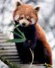 Google panda - SEO sul web
